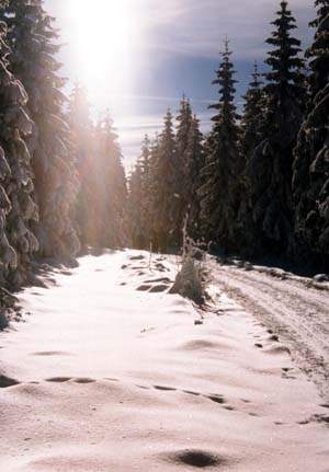 Skilanglauf, gespurte Loipen